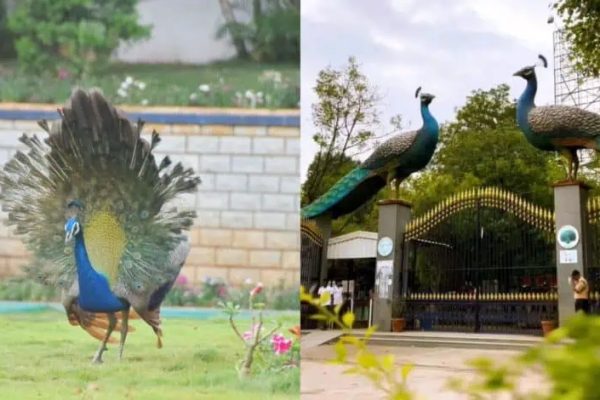 మోన్ సూన్ 2025 ఇక్కడ ఉంది: హైదరాబాద్ లో నెమళ్లను గుర్తించడానికి 5 ప్రదేశాలు